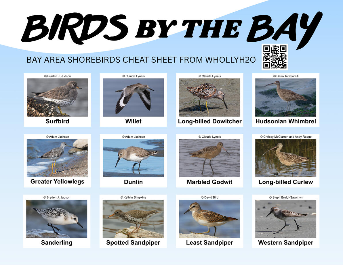 Bird Identification Guide
